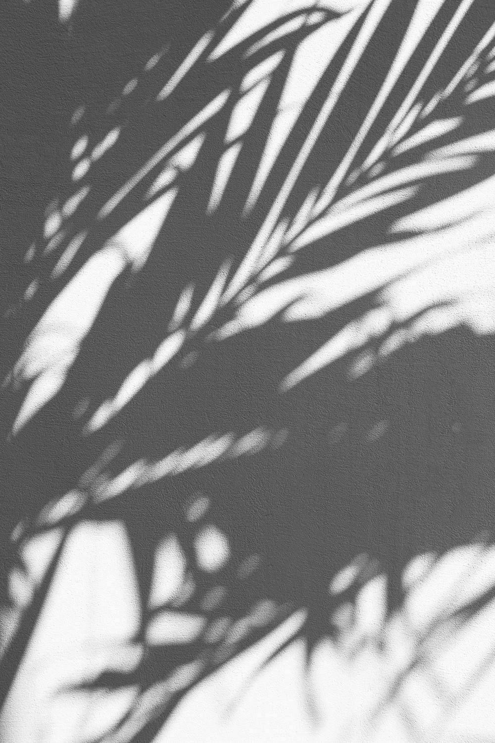 Schatten von Palmwedeln auf einer strukturierten grauen Wand.