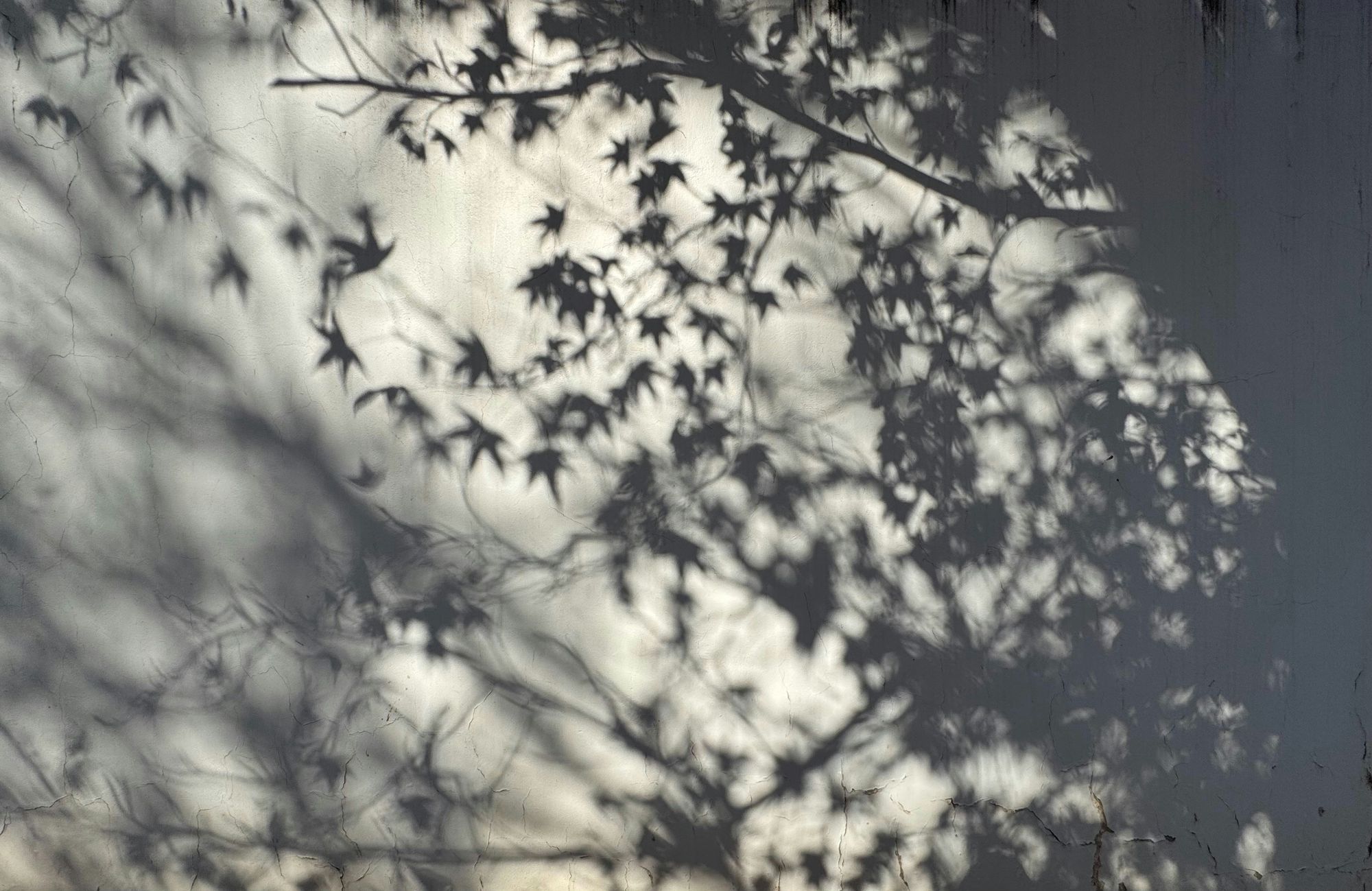 Soft tree shadows across a light wall.