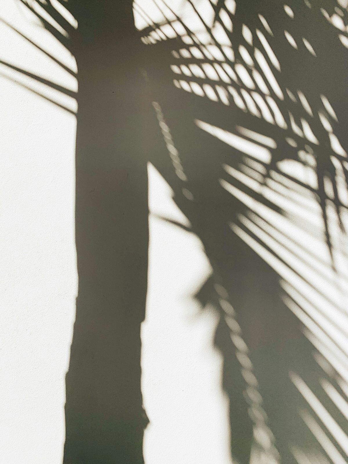 Fuertes sombras tropicales sobre una pared luminosa.