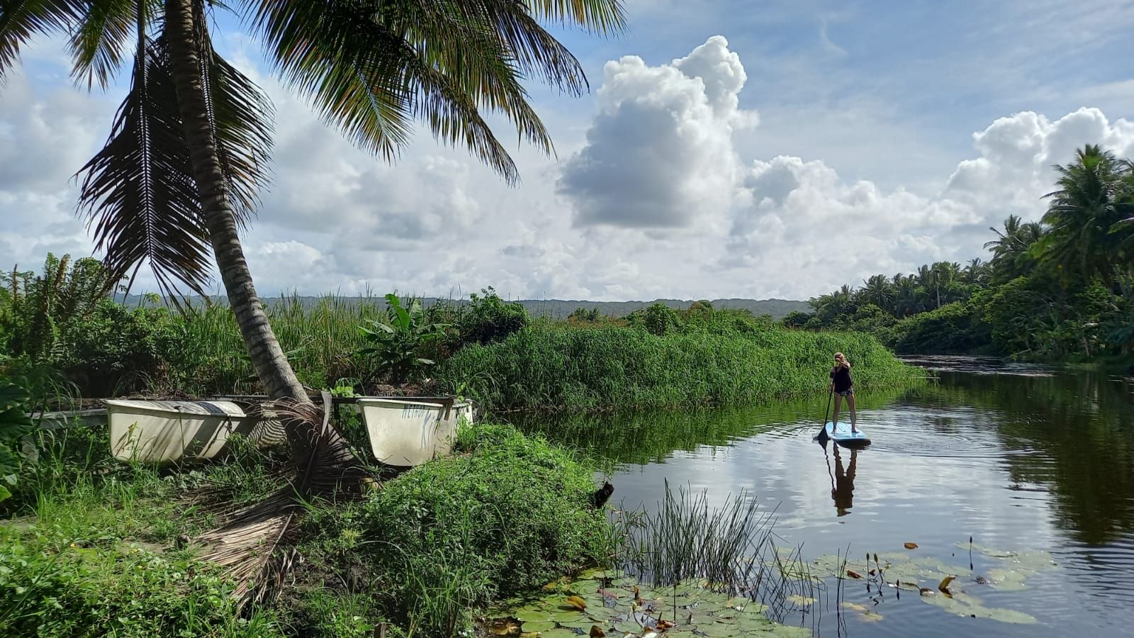 A person on a paddleboard gliding across a calm lagoon beside a leaning coconut palm.