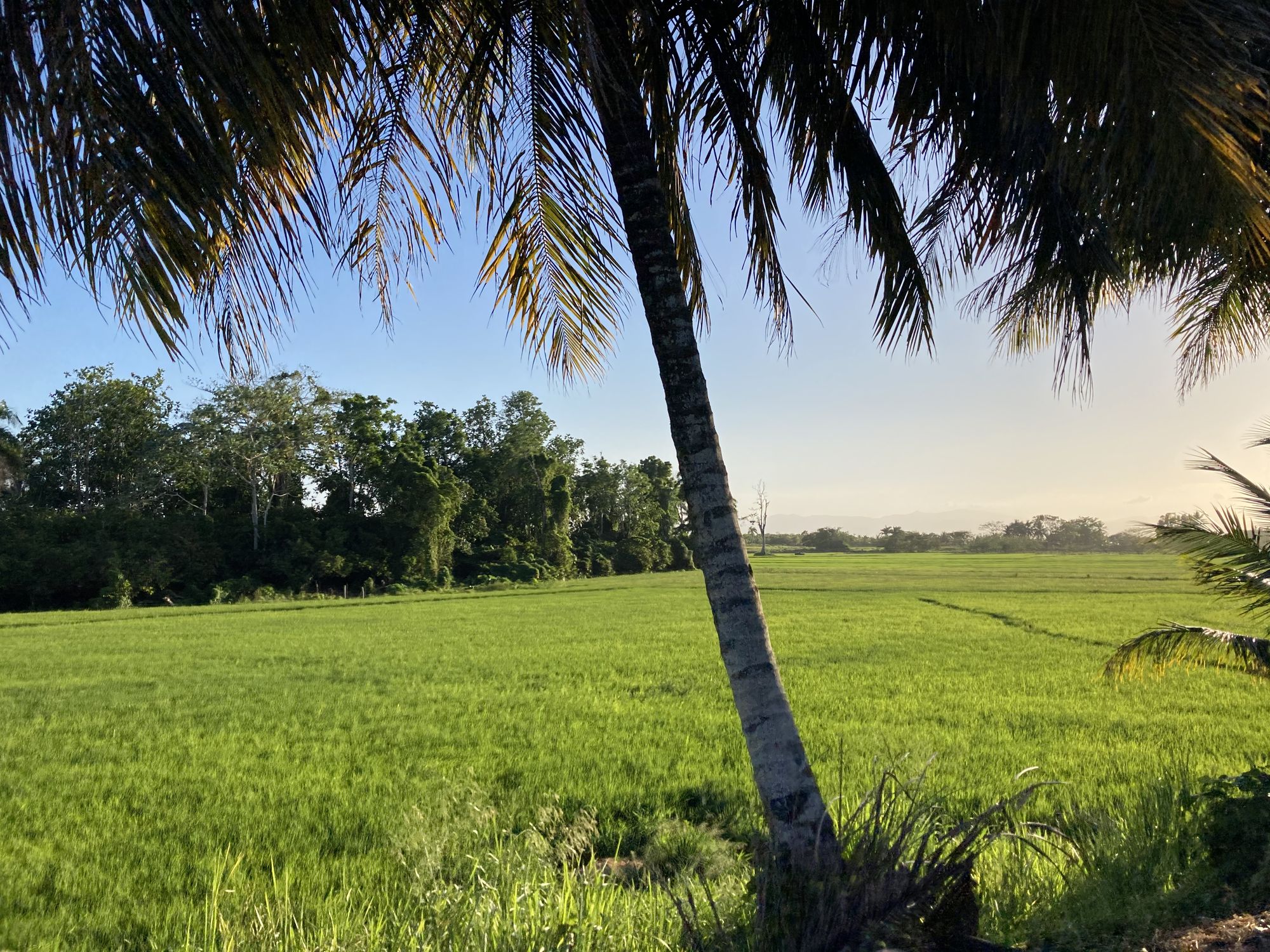 A coconut palm leaning over a bright green rice field in the Dominican countryside.